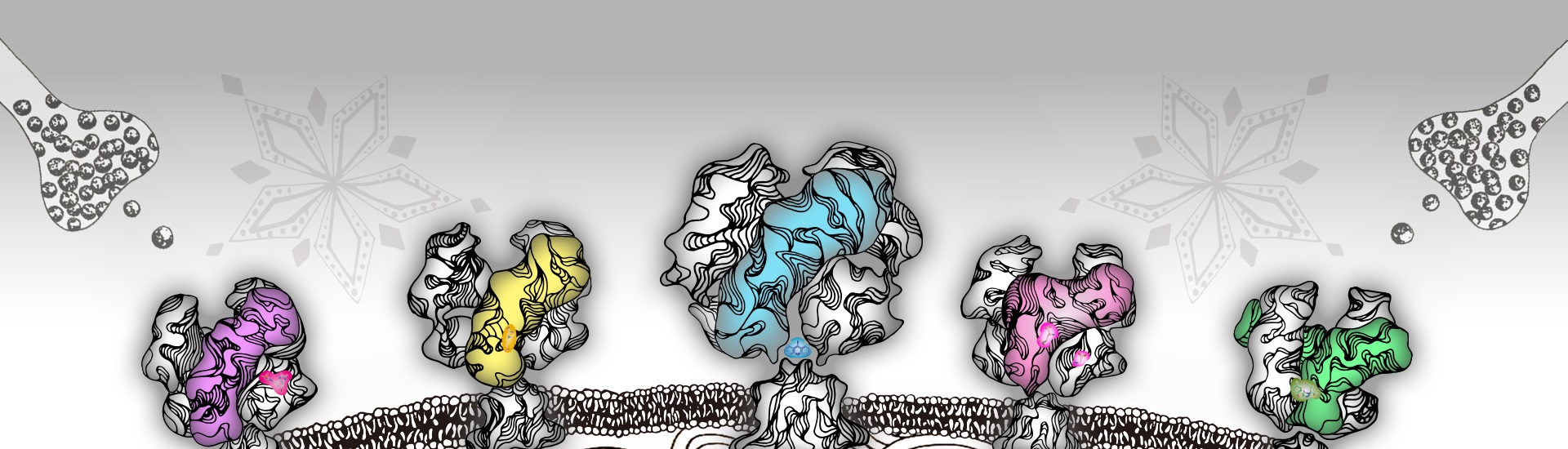 人源NMDA受體的門控機制和全新小分子結合位點